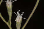 Roundleaf thoroughwort